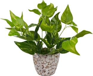fancymart Money Plant in Texture Artificial Plant  with Pot