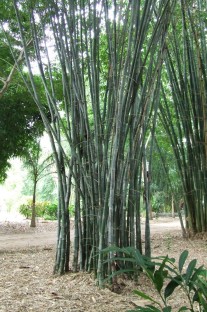 50-1000 semi Dendrocalamus strictus bambù gigante Bambu macho bamboo seeds grain 