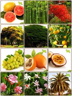Ohhsome Papaya Tree Open Pollinated Selected Variety High Yielding Gaint Plant Seeds For All Seasons Bonsai Suitable Fruit Seeds Garden Pack Seed Price In India Buy Ohhsome Papaya Tree Open Pollinated