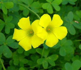 Nema Oxalis Wood Sorrel Flower Seeds Yellow 1 Pcs Seed Price In India Buy Nema Oxalis Wood Sorrel Flower Seeds Yellow 1 Pcs Seed Online At Flipkart Com Nema Oxalis Wood Sorrel Flower Seeds Yellow 1 Pcs Seed Price In India Buy Nema Oxalis Wood Sorrel Flower Seeds Yellow 1 Pcs Seed Online At Flipkart Com