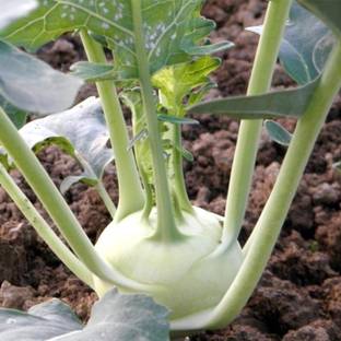 Allthatgrows Kohlrabi Vegetable Seeds Kohl Rabi Seeds Knol Khol Vienna Pack Of 100 Seeds Seed Price In India Buy Allthatgrows Kohlrabi Vegetable Seeds Kohl Rabi Seeds Knol Khol Vienna Pack Of