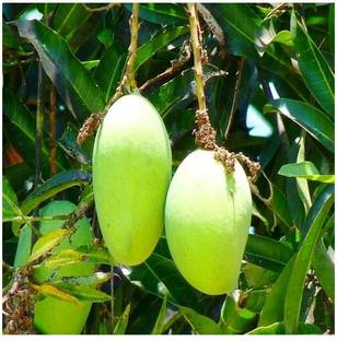 Modern Plant Mango Reviews Latest Review Of Modern Plant Mango Price In India Flipkart Com Mango plants should be irrigated immediately after planting in the field. flipkart