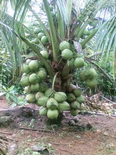 M-Technologies Coconut Plant