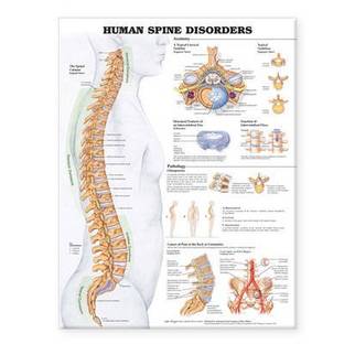 Craftwaft S Human Skeletal System Rolling Chart 24x20inch Photographic Paper Educational Posters In India Buy Art Film Design Movie Music Nature And Educational Paintings Wallpapers At Flipkart Com