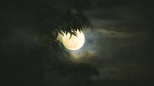 Full Moon And Leaves Moon Quotes Wall Poster Romantic Poster Moon Poster Paper Print Art Paintings Posters In India Buy Art Film Design Movie Music Nature And Educational Paintings Wallpapers At Flipkart Com