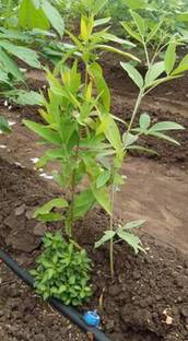 Seedbazaar Sandalwood Seed Price In India Buy Seedbazaar Sandalwood Seed Online At Flipkart Com Chandan ka ped kaise lagaya jata hai. seedbazaar sandalwood seed price in