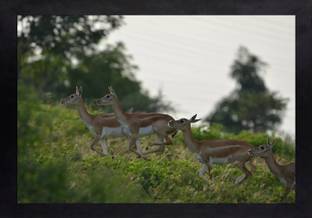 Craftsfest Vastu Deer With Frame Painting Digital Reprint 14 Inch