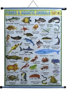 ROLLUP CHART OF FISHES & AQUATIC ANIMALS (PIPE MOUNTED) Photographic Paper - Educational posters in India - Buy art, film, design, movie, music, nature and educational paintings/wallpapers at ROLLUP CHART OF FISHES & AQUATIC ANIMALS (PIPE MOUNTED) Photographic Paper - Educational posters in India - Buy art, film, design, movie, music, nature and educational paintings/wallpapers at