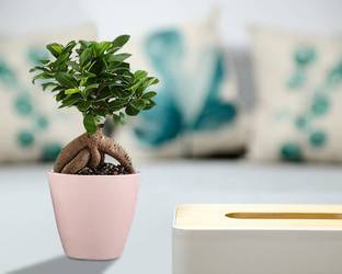Rosemerc Maple Seed Price In India Buy Rosemerc Maple Seed Online At Flipkart Com