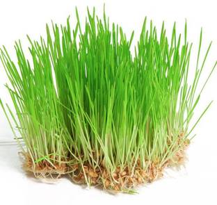 Bokashi Bran Hydroponic Growing Trays For Growing Wheat Grass Set