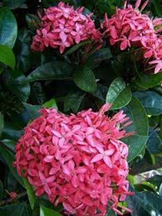 Trothic Jasmine Plant Price In India Buy Trothic Jasmine Plant Online At Flipkart Com