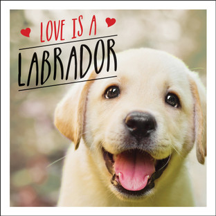 labrador dog price in flipkart