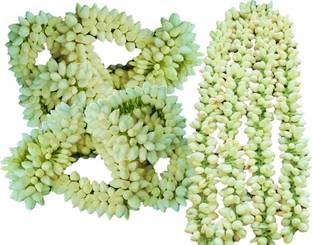 Grow Basket Jasmine Flower Seed Madurai Malligai Pack Of 2