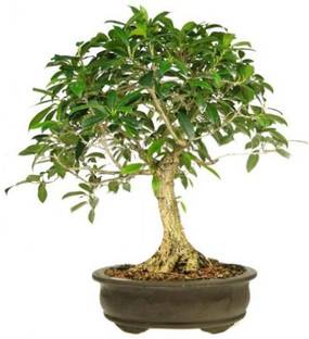Rosemerc Maple Seed Price In India Buy Rosemerc Maple Seed Online At Flipkart Com