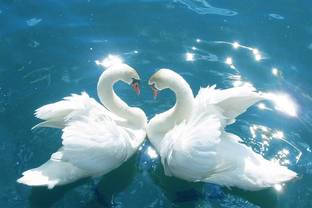 Beautiful Swan Love Birds Ducks In Water High Resolution 300 Gsm 18 X 12 Paper Print Decorative Posters In India Buy Art Film Design Movie Music Nature And Educational Paintings Wallpapers At Flipkart Com