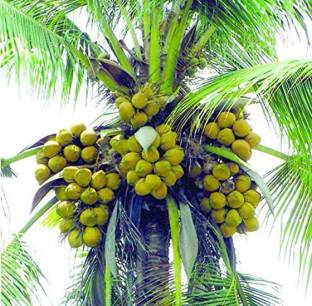 Earth Angels Coconut Fruit Plant Dwarf Variety DxT Coconut Tree Huge Production Healthy Hybrid Plant Seed Seed