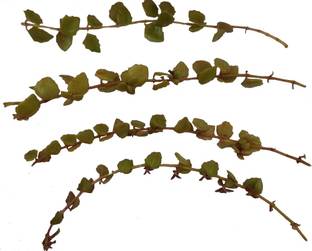 Sunshine Gardens Tangled Heart Succulent Aka Swedish Ivy Price In India Buy Sunshine Gardens Tangled Heart Succulent Aka Swedish Ivy Online At Flipkart Com Sunshine Gardens Tangled Heart Succulent Aka Swedish Ivy Price In India Buy Sunshine Gardens Tangled Heart Succulent Aka Swedish Ivy Online At Flipkart Com