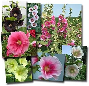 Grow Basket Kanakambaram Crossandra Seed Price In India Buy Grow Basket Kanakambaram Crossandra Seed Online At Flipkart Com White flies attach these plants. grow basket kanakambaram crossandra