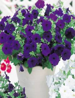 Wallpaper Navya Germination Petunia Mambo Blue Flower Seeds F1 Hybrid Special Pack For Your Home Plant And Gardening This Seeds Prepared Like Organic Seed Price In India Buy Navya Germination Petunia Mambo Free