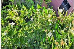 Kapebonavista Jasmine Plant Price In India Buy Kapebonavista Jasmine Plant Online At Flipkart Com Watch the romantic track 'nenape nithya mallige' full song video from the movie kendasampige directed by suri.