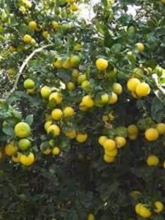 SJ STOCKS Lemon Plant