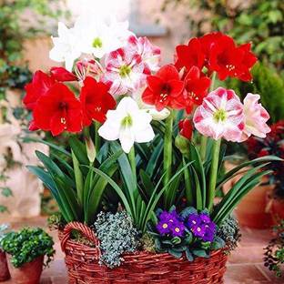 Creative Farmer Flower Seeds Indian Lotus Red Flower Nelumbo Nucifera Kamal Sacred Water Lily Seeds 15 Seeds Winter Flower Seeds For Home Garden 8 Packets Garden Plant Seeds Seed Price In India
