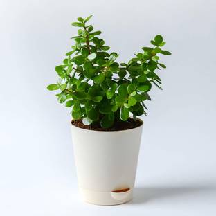 V A Enterprises Jade Plant Price In India Buy V A Enterprises Jade Plant Online At Flipkart Com