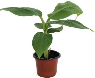 EZtect Banana Plant