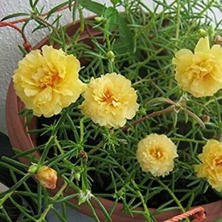 Grah Pravesh Portulaca Moss Rose Office Time Flower 10 O Clock Flower Seeds Seed Price In India Buy Grah Pravesh Portulaca Moss Rose Office Time Flower 10 O Clock Flower Seeds Seed Online At Flipkart Com