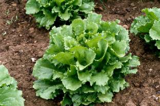 YOUNG STAR IMPORTED GREEN LETTUCE Seeds Seed Price in India - Buy YOUNG  STAR IMPORTED GREEN LETTUCE Seeds Seed online at 