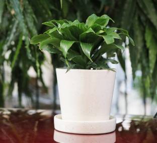 Bright Shop Ceramic Decorative Planter Pot, Pot With Plate,Best For Table Décor Planter Pot, Indoor Planter Vase For Diwali Gift Ceramic Vase