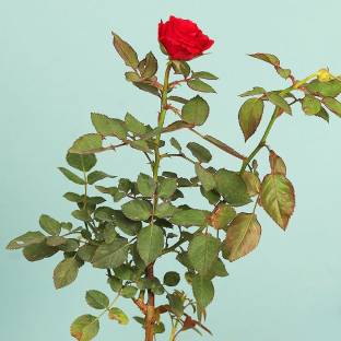 GRAH PRAVESH Rose Plant