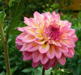 Creative Farmer Vadamalli Gomphrena Seed Price In India Buy Creative Farmer Vadamalli Gomphrena Seed Online At Flipkart Com Check out the latest news about rahul madhav's vadamalli movie, story, cast & crew, release date, photos, review, box office collections and much more only on filmibeat. flipkart