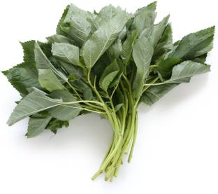 Details about   Molokhia Green Jute 100 seeds Saluyot Egyptian spinach Corchorus olitorius 