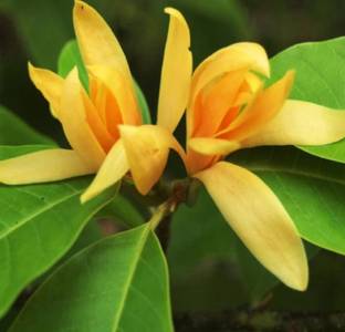 Trothic Gardens Live Exotic Flowering Plant Michelia Champaca Magnolia Known As Champak Pleasant Garden Plant 1 Healthy Live Plant Seed Price In India Buy Trothic Gardens Live Exotic Flowering Plant Michelia Champaca Shenbaga poo benefits mp3 files source planetlagu, metro lagu, bursamp3, gudang lagu, lagu76, atau stafaband untuk keperluan review. trothic gardens live exotic flowering