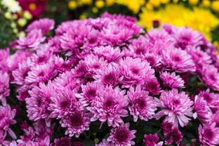 sporos Chrysanthemum Best Flower Seed