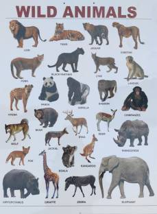 Wild Animals Chart Plastic Laminated Wall Hanging Easy Clean Photographic  Paper - Educational posters in India - Buy art, film, design, movie, music,  nature and educational paintings/wallpapers at 