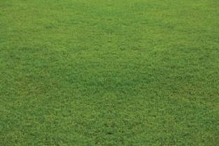 Gromax India Lawn Grass Seeds Seed