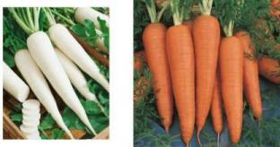 Nodoc Mixed variety of radish and carrot seeds Seed
