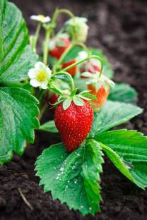 PLANTZON StrawBerry Fruit Hybrid Seed
