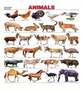 Poster of Animals Name Wallpaper for School 3D Poster - Animals posters in India - Buy art, film, design, movie, music, nature and educational paintings/wallpapers at Poster of Animals Name Wallpaper for School 3D Poster - Animals posters in India - Buy art, film, design, movie, music, nature and educational paintings/wallpapers at