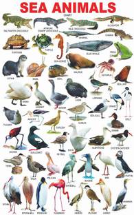 Sea Animals Name Poster Early Learning Poster For Children Wall Decor Poster For Schools Study Room Kids Room Poster For Decoration High Resolution 300 Gsm Poster Paper Print Decorative Posters In India Buy Art Film Design Movie