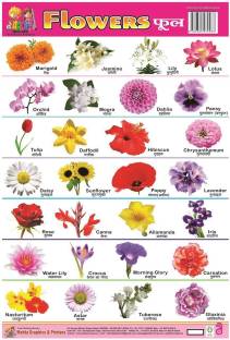 Non Terble Plastic Chart Of Flower Flower Chart For Kids Perfect For Home School Kindergarten And Nursery Students Buy Non Terble Plastic Chart Of Flower Flower Chart For Kids Perfect