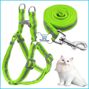 cat collar and lead set