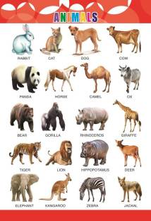 Animal wall Charts - Extremely usefull for growing kids | Laminated Chart  |Paper Size (23*19Inch) | Paper Print (Rolled with Safety Tube). Paper  Print - Animals posters in India - Buy art,