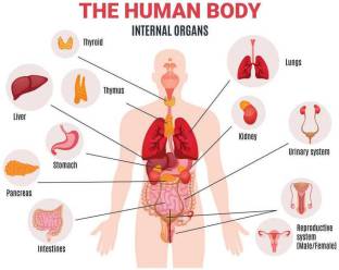 Guru Production 60.96 cm Guru Decor The Human Body Internl Organs (24X18) Inch Self Adhesive Sticker