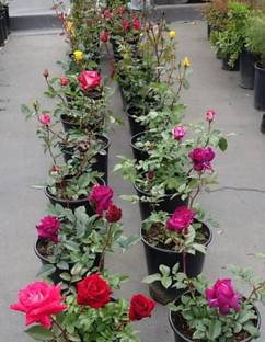 ROYAL NURSERY Rose Plant