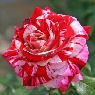 FlowQueens Rose Plant