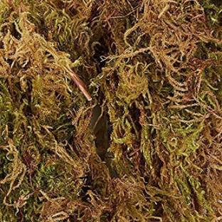 KOO Retails Sphagnum Moss 500gm best for orchids and other plants, Green/Brown Potting Mixture