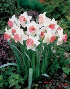ZIXAM Lily Plant